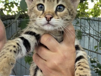 Savannah kittens Available