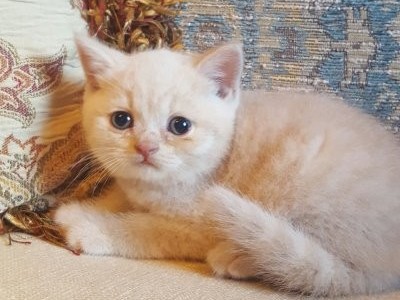 Male Kitten 0402