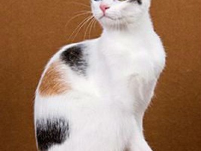 Japanese Bobtail 1