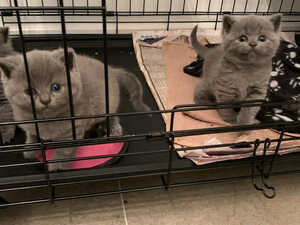 Cute British *Shorthair Blue Kittens Girl And Boy.