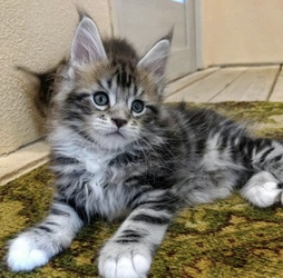 Maincoon kitten for a new home