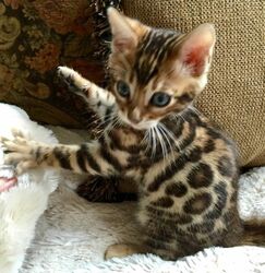 2 TICA Registered Bengal Kittens For sale