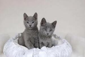 Adorable Russian Blue Kittens For Sale