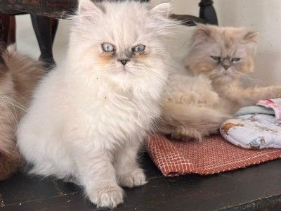 Beautiful Pedigree Persian Kittens ready now