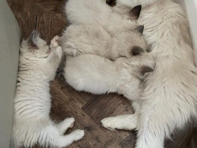 Pure ragdoll kittens - READY NOW