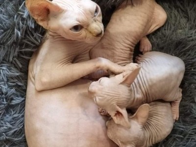Boy and Girl Sphynx Kittens ready to go to a new home.