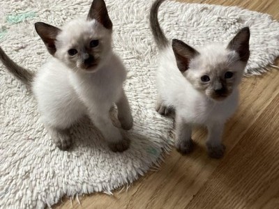 Adorable Siamese kittens male female