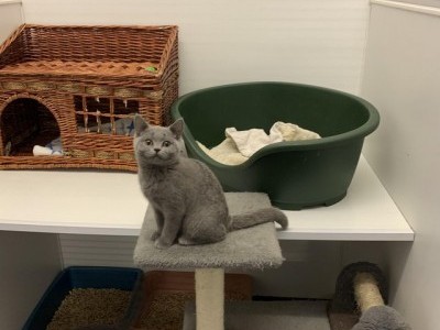 Pedigree British shorthair kittens