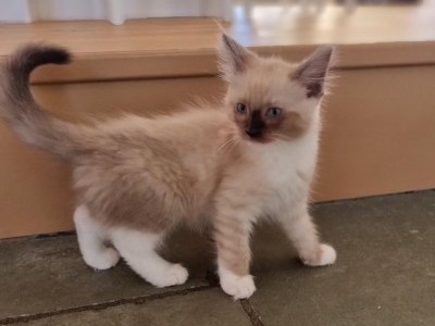 Ragdoll Kittens, vaccinated, microchipped. Ready Now