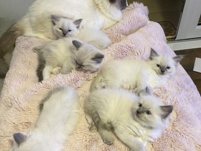 Stunning Ragdoll Blue boy and girl left Ready