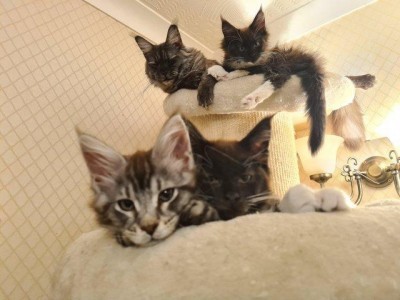 GCCF Registered Maine Coon Kittens