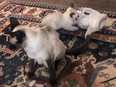 Very friendly 10 week old Siamese kittens