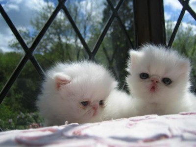 White Pure Pedigree Persian Kittens