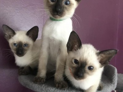 Siamese kittens blue, seal &lilac; point available