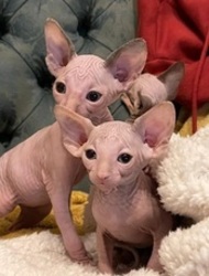 Amazing sphynx kittens for sale