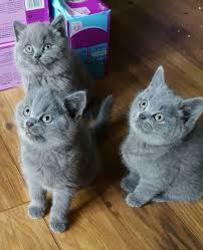 Whiskers British Shorthair Kittens For Sale