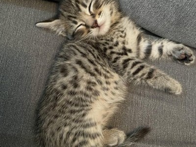 4 beautiful snow bengal mix kittens for sale