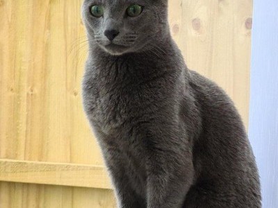 Pure Bred Russian Blue Male Cat