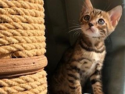 Bengal Kittens For Sale