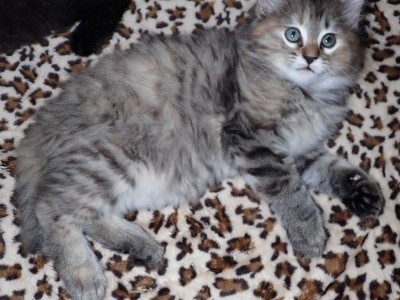 “Titania” American Bobtail kitten for sale