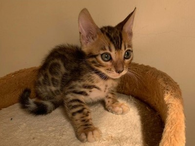 Bengal kittens for sale