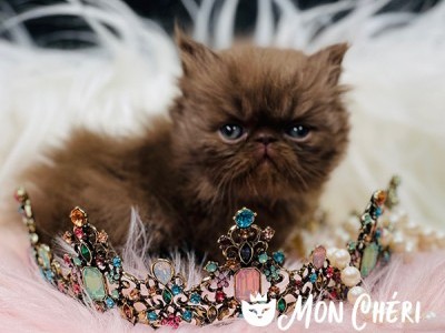 Ava Chocolate Smoke Persian Kitten