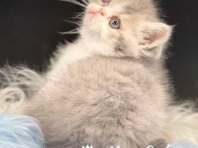 Mon Cheri Cattery Lilac Bicolor Exotic Shorthair Kitten For Sale