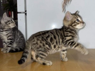 Bengal Kittens Available