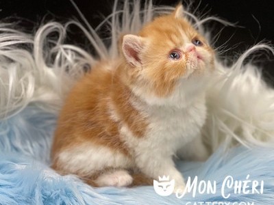 Buddy Red Tabby Bicolor Exotic Shorthair Kitten