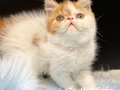 Buster Boy Red Bicolor Van Exotic Shorthair Kitten