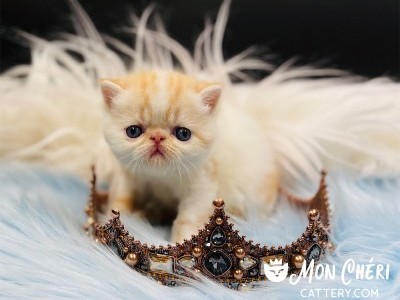 Butterscotch Cream Bicolor Exotic Shorthair Kitten