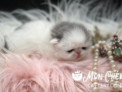 Mon Chéri  Cattery Candy Pop Lilac Bicolor Van Exotic Shorthair Kitten