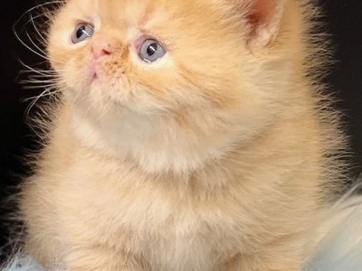 Churro Red Tabby Exotic Shorthair Kitten For Sale