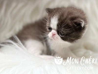 Cocolada Chocolate Bicolor Exotic Shorthair Kitten