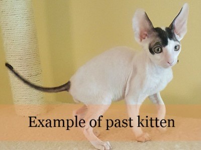 Cornish Rex