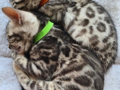 Bengal kittens