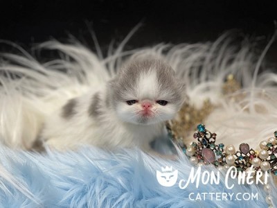 Mon Chéri Cattery Dandy Pop Lilac Van Exotic Shorthair Kitten