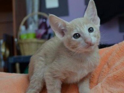 Oriental Shorthair Female 1