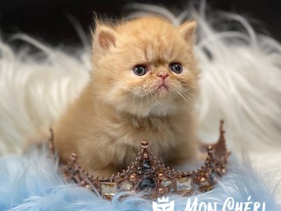 Firecracker Red Tabby Bicolor Exotic Longhair Kitten For Sale