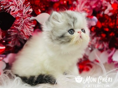 Gaston Black Bicolor Tabby Van Exotic Longhair Kitten