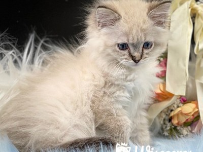 Harry Tortie Point Purebred Ragdoll Kitten For Sale