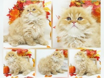 CFA Persian & Himalayan Kittens