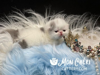 Honey Pop Lilac Van Exotic Longhair / Persian Kitten