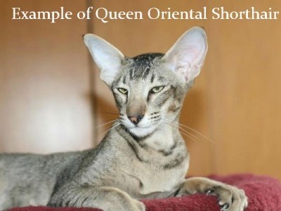 Oriental Shorthair