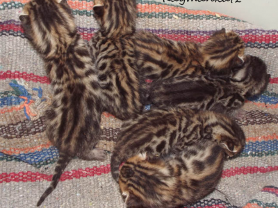 Bengal Kitten Litter