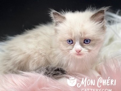 Kisses Purebred Blue Point Mitted Ragdoll Kitten