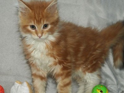 Purebred Maine Coon Kittens