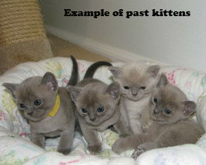 European Burmese Kittens