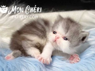 Mon Cheri Cattery Blue Smoke Bicolor Exotic Shorthair Kitten For Sale