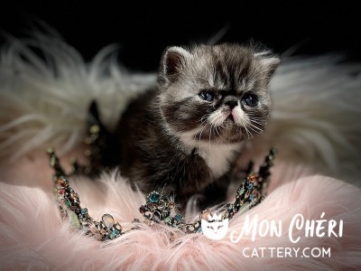 Miss Pepper Black Bicolor Tabby Exotic Shorthair Kitten